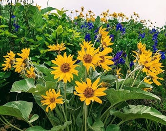 Pakiet fotografii dzikich kwiatów górskich | 3 zdjęcia natury | Alpejskie kwiaty i leśne jagody | Cyfrowa grafika ścienna do pobrania