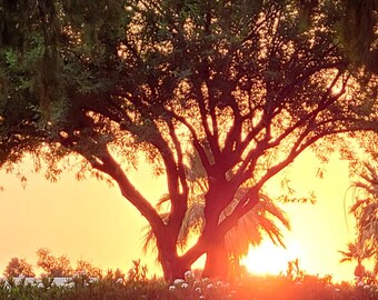 Zestaw wydruków fotografii zachodu słońca na pustyni w Arizonie, ciepła, naturalna sztuka ścienna (pobranie cyfrowe, 3 wydruki)