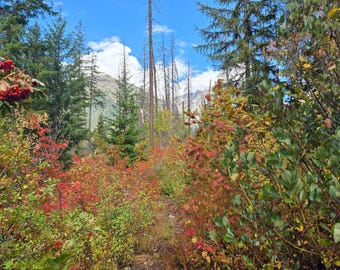 Zestaw wydruków fotografii jesiennego lasu | Grafika ścienna z jesiennymi liśćmi (do pobrania w wersji cyfrowej)