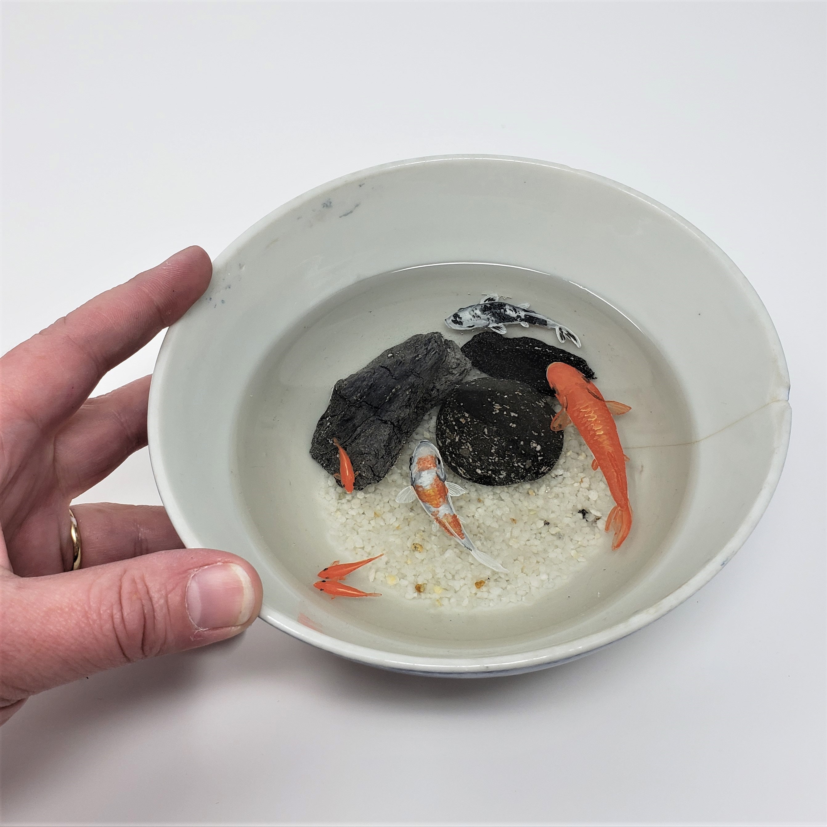 Koi Fish in a Large Bowl