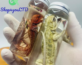 Personalized Bearded Dragon Specimen – Real Lion's Mane Lizard, Preserved Reptile Display, Natural History Curiosity Cabinet Collectible