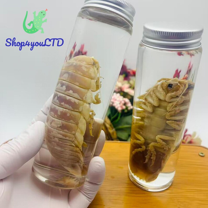 May include: Two clear glass jars with silver lids, each containing a preserved isopod. The isopods are beige and brown. The jars are held by a gloved hand. The text "Shop4youLTD" is visible in the upper left corner.