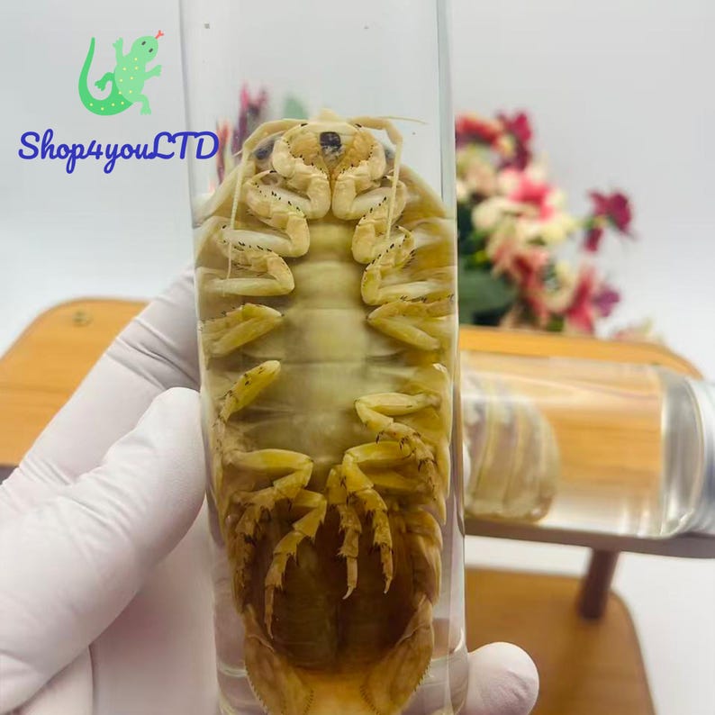 May include: A preserved specimen of a large isopod, displayed inside a clear glass tube. The isopod is a pale yellow color with intricate details visible. The tube is labeled with the text "Shop4youLTD".