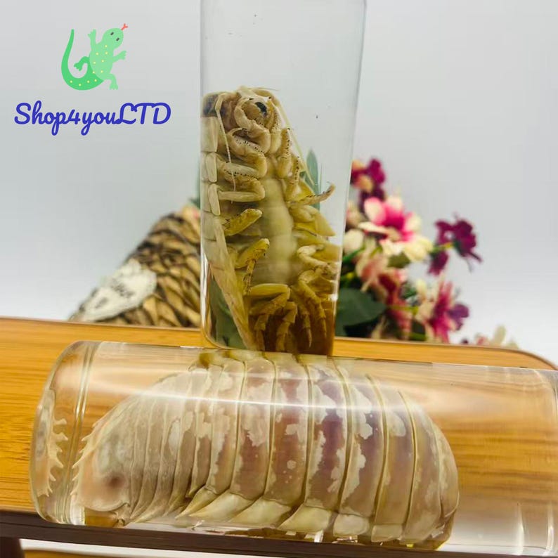 May include: Two preserved specimens of a sea creature encased in clear resin. One is upright in a tall, cylindrical container, and the other is horizontal in a similar, wider container. The Shop4youLTD logo is visible in the upper left corner.