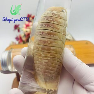 May include: A preserved specimen of a segmented, light-colored invertebrate, possibly a marine isopod, encased in a clear glass tube. The specimen is held in a gloved hand, with a blurred background including a logo and flowers.