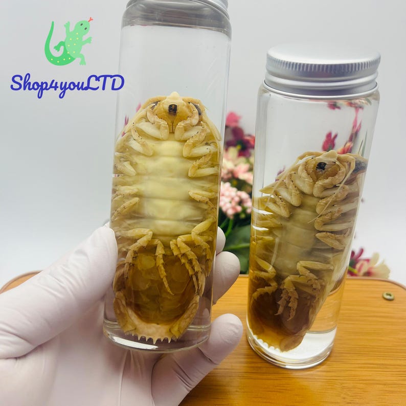 May include: Two clear glass jars with silver lids, each containing a preserved insect. The insects are light brown and beige, with visible legs and body segments. The jars are displayed on a wooden surface, with the text "Shop4youLTD" visible.