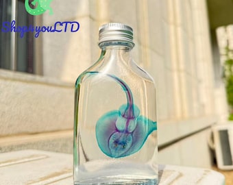 Diaphonized Stingray Specimen Real Transparent Bone Fish Oddity Gothic Art Natural Death Ethically Sourced Rare Curio Decoration