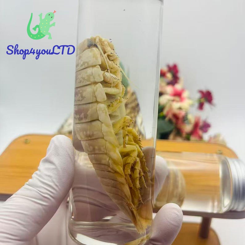 May include: A preserved isopod specimen in a clear glass tube. The isopod is a light tan color with segmented body. The tube is held in front of a blurred background with the text "Shop4youLTD" and a green lizard logo.
