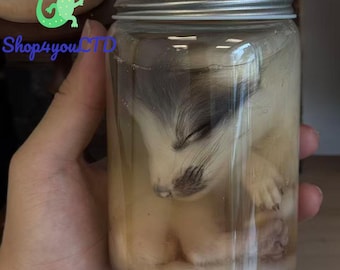 Real Wet Liquid Fox Specimen Ethically Collected Glass Jar Taxidermy Oddity Curio Decor Special Unique Gift for Fox Enthusiasts and Her
