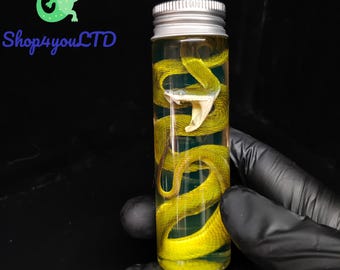 Preserved Bamboo Pit Viper Snake Specimen Real Reptile Taxidermy Oddity Curiosity Gothic Decor Collectible Display Piece