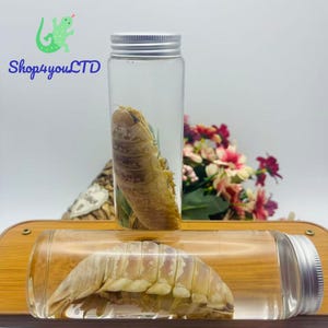 May include: Two clear glass jars with silver lids, each containing a preserved sea creature. The jars are displayed on a wooden surface, with a bouquet of flowers in the background. The text "Shop4youLTD" is visible in the upper left corner.