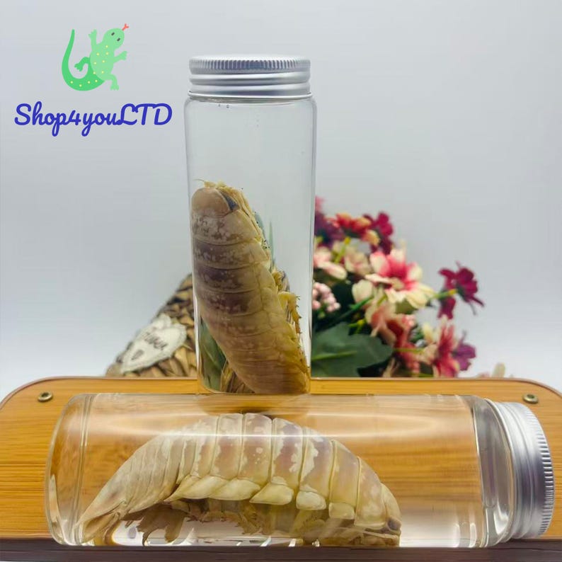 May include: Two clear glass jars with silver lids, each containing a preserved sea creature. The jars are displayed on a wooden surface, with a bouquet of flowers in the background. The text "Shop4youLTD" is visible in the upper left corner.