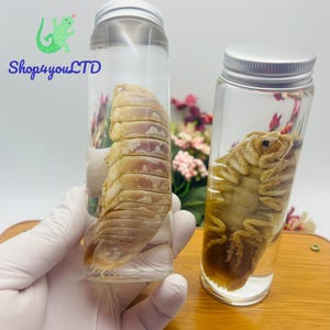 May include: Two clear glass jars with silver lids, each containing a preserved isopod. The isopods are tan and beige, with segmented bodies. The jars are labeled with the text "Shop4youLTD" and a green lizard logo.