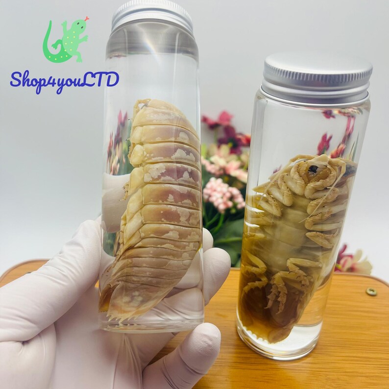 May include: Two clear glass jars with silver lids, each containing a preserved isopod. The isopods are tan and beige, with segmented bodies. The jars are labeled with the text "Shop4youLTD" and a green lizard logo.