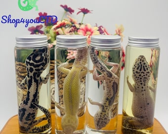 Real Leopard Gecko Specimen – Preserved Reptile Display, Diaphonized Natural History Specimen, Curiosity Cabinet Collectible