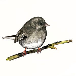 May include: A detailed illustration of a small bird perched on a branch. The bird has gray and white speckled feathers, a dark beak, and red feet. The branch is brown with green and yellow accents, set against a white background.