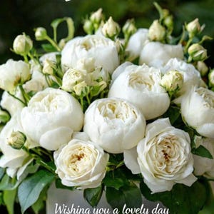 Może przedstawiać: Bukiet białych róż w białym wazonie. Obraz zawiera tekst "HELLO, MONDAY!" i "Wishing you a lovely day and a light, happy week!" w białym skrypcie. Róże są w pełnym rozkwicie, z zielonymi liśćmi.