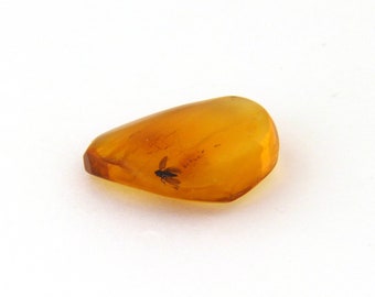 Amber with Black Fly Inclusion Mineral Specimen from Dominican Republic Free Shipping Free Returns