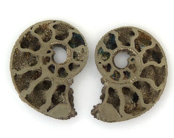 Pyritized Ammonite Fossil Mineral Specimen Pair from Russia Free Shipping Free Returns