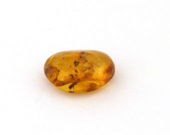 Amber with Termite & Beetle Inclusions Mineral Specimen from Dominican Republic Free Shipping Free Returns