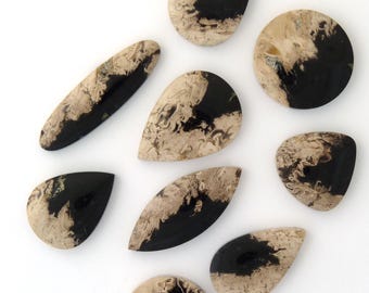 Agatized Palm Root Cabochon Gemstones Free Shipping Free Returns