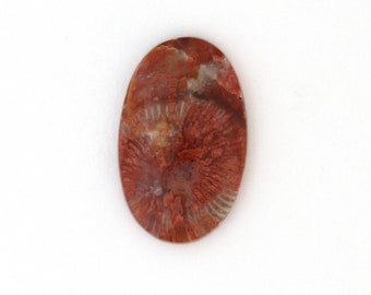 Red Horn Coral Cabochon Gemstone 18.5x20.6x4.9 mm Free Shipping Free Returns