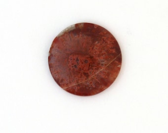 Red Horn Coral Cabochon Gemstone 25.3X3.8 mm Free Shipping Free Returns