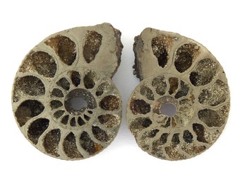 Pyritized Ammonite Fossil Mineral Specimen Pair from Russia Free Shipping Free Returns