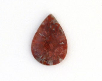 Red Horn Coral Cabochon Gemstone 19.9x28.3x4.8 mm Free Shipping Free Returns