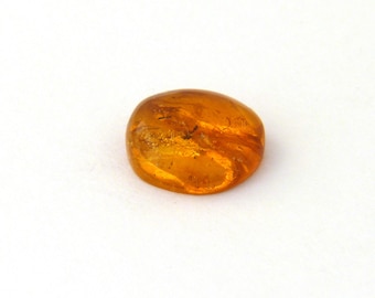 Amber with Flying Ant Inclusion Mineral Specimen from Dominican Republic Free Shipping Free Returns