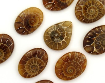 Gemstone Fossils