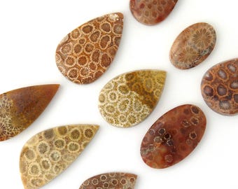 Fossil Coral Cabochon: Natural Agatized Gemstone
