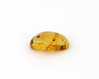 Amber with Wasp Inclusion Mineral Specimen from Dominican Republic Free Shipping Free Returns