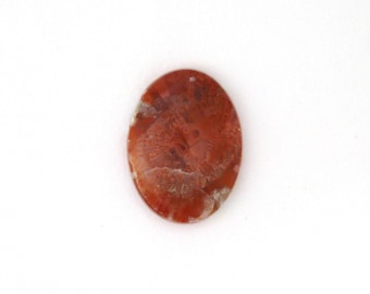 Red Horn Coral Cabochon Gemstone 17.8x24.0x4.4 mm Free Shipping Free Returns