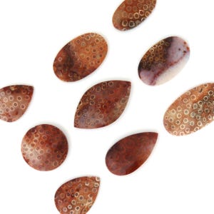 Fossil Coral Cabochon: Natural Agatized Gemstone