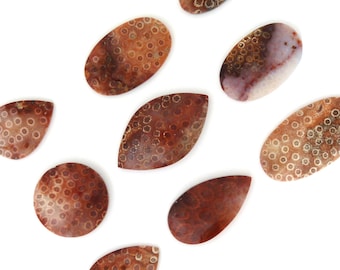 Fossil Coral Cabochon Gemstones Free Shipping Free Returns