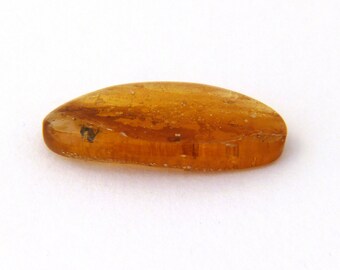Amber with Black Fly Inclusion Mineral Specimen from Dominican Republic Free Shipping Free Returns
