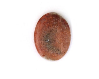 Red Horn Coral Cabochon Gemstone 22.8x30.2x4.1 mm Free Shipping Free Returns