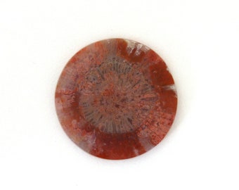 Red Horn Coral Cabochon Gemstone 29.5x4.5 mm Free Shipping Free Returns