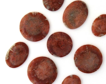 Red Horn Coral Cabochon Gemstones Free Shipping Free Returns
