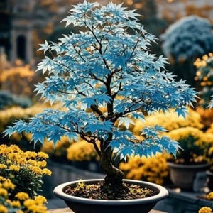 Può includere: Un bonsai con foglie azzurre a forma di stella e un tronco scuro e strutturato. L'albero è piantato in un vaso di ceramica circolare poco profondo di colore scuro riempito di terra, creando un netto contrasto con il fogliame azzurro.
