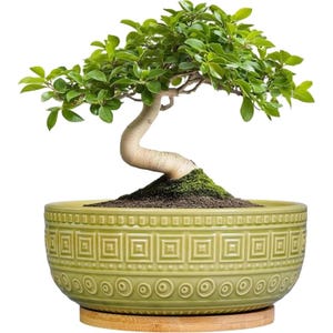 Könnte beinhalten: Ein Bonsai-Baum mit einem hellen, geschwungenen Stamm und leuchtend grünen Blättern in einem runden, salbeigrünen Keramiktopf. Der Topf ist mit einem geometrischen Muster aus Quadraten und Kreisen verziert und steht auf einem runden Holzsockel.