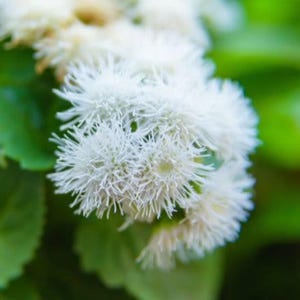 Floss Flower Seeds 100 Ageratum Houstonianum Cloud Nine White Flower Seeds Early Variety for Garden Pots