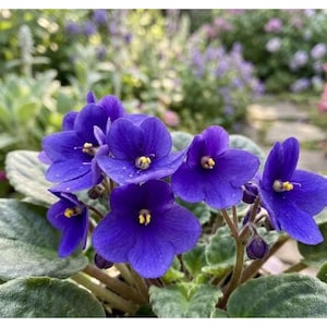 May include: A cluster of vibrant deep purple African violet flowers with five rounded petals each and a small bright yellow centre. The blossoms are surrounded by thick, fuzzy, dark green leaves that provide a textured base for the blooms.