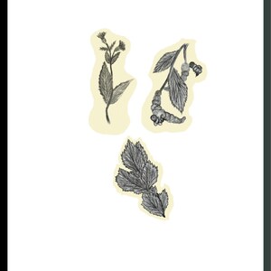 Könnte beinhalten: Gerahmte botanische Illustration mit drei detaillierten Bleistiftzeichnungen von Pflanzen. Die schwarz-weißen Zeichnungen sind vor einem hellgelben Hintergrund platziert. Die Pflanzen zeigen Blätter und Stiele.