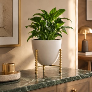 Puede incluir: Una planta de lirio de la paz de color verde vibrante en una maceta blanca mate con forma de cuenco. La maceta se apoya en un soporte de metal dorado con cuatro patas que presentan una textura de esferas apiladas y una base en cruz.