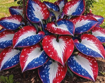 335+ Red White Blue Hosta Seeds | Rare Perennial Garden Flowers
