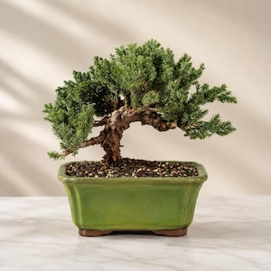 May include: A small, mature juniper bonsai tree with dense, dark green needle-like foliage and a thick, textured brown trunk. The tree is planted in a rectangular, glossy light green ceramic pot filled with dark soil and small pebbles.