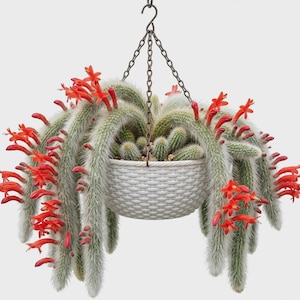 May include: A hanging white woven basket containing a trailing cactus with long, fuzzy, light green stems covered in fine white spines. The plant features numerous vibrant, tubular, bright orange-red flowers blooming along the length of the stems.