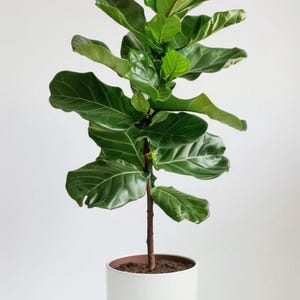 May include: A Fiddle Leaf Fig plant in a white cylindrical pot. The plant has large, vibrant green leaves and a brown stem. The pot is filled with soil and sits against a white background. The plant is a popular houseplant.